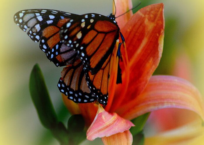 Tiger Lilly Greeting Card featuring the photograph Mingle With A Monarch by Kimberly Woyak