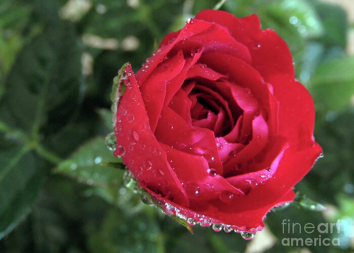 Rose Greeting Card featuring the photograph Mini Beauty 2 by Kim Tran