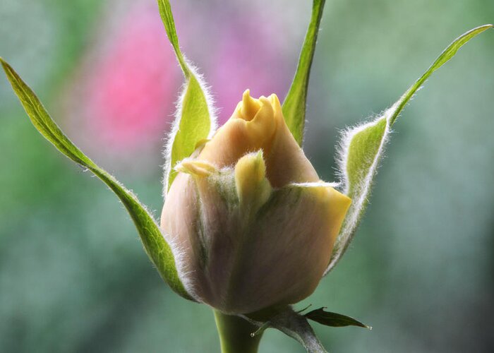 Rose Greeting Card featuring the photograph Miniature Rose Bud. by Terence Davis
