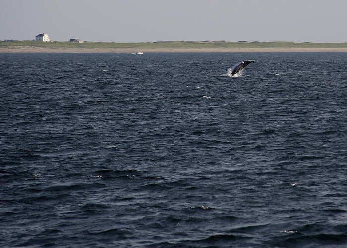 Cape Cod Greeting Card featuring the photograph Minke Whale Breaching by Thomas Sweeney