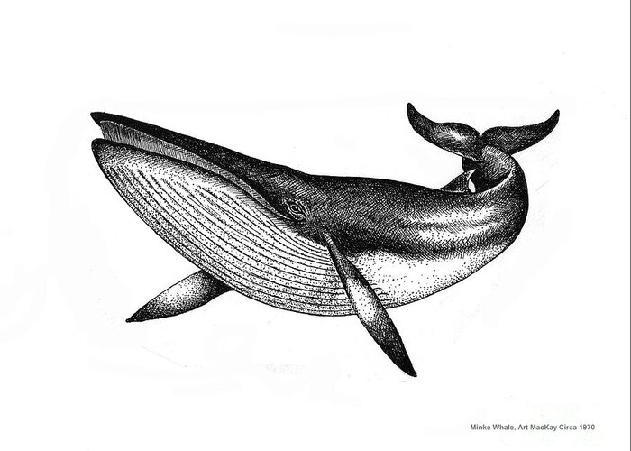 Whale Greeting Card featuring the drawing Minke Whale - Vintage Drawing by Art MacKay