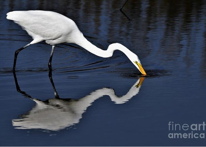 Great White Egret Greeting Card featuring the photograph Mirror Image by Julie Adair