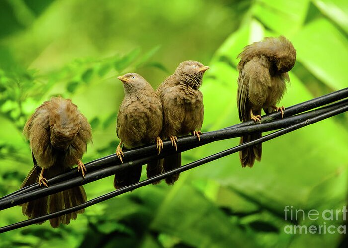 Birds Of Sri Lanka Greeting Card featuring the photograph Mirror Image by Venura Herath