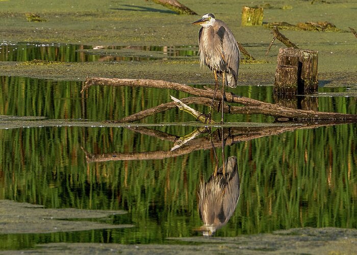 Heron Greeting Card featuring the photograph Mirror, Mirror by Kristine Hinrichs