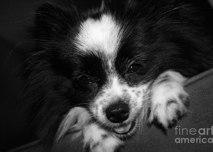 Papillion Greeting Card featuring the photograph Miss Gypsy by Kelly Holm
