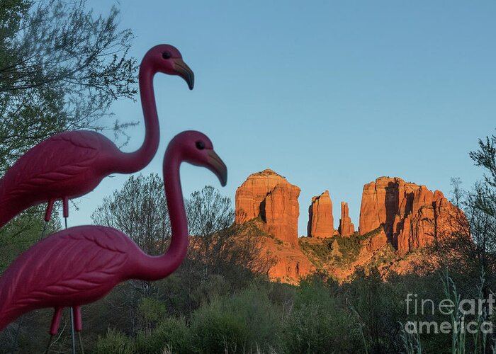 Cathedral Rock Greeting Card featuring the photograph Missi and Sippi visiting Cathedral Rock by Garry McMichael