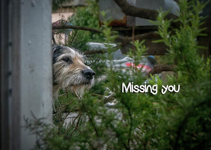 Missing You Greeting Card featuring the photograph Missing you by Bill Posner