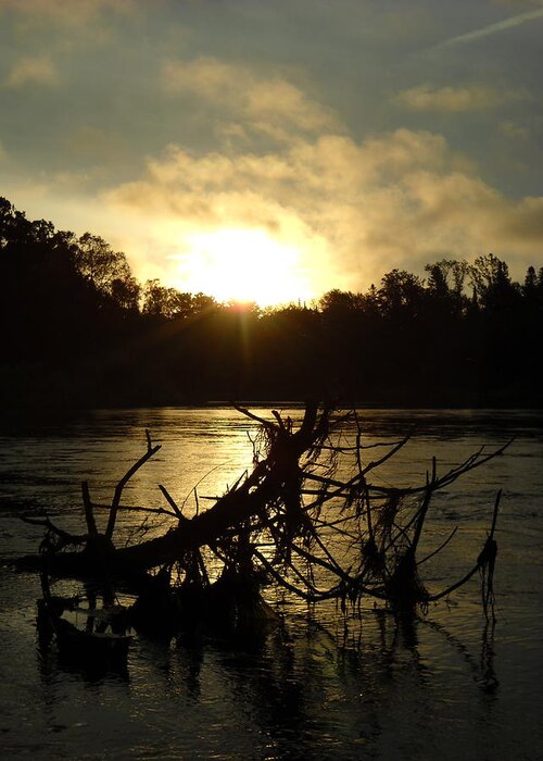 Mississippi River Greeting Card featuring the photograph Mississippi River Sunrise Tree Roots by Kent Lorentzen