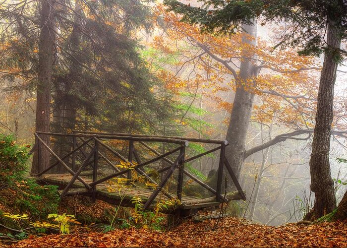 Autumn Greeting Card featuring the photograph Misty forest by Ivan Slosar