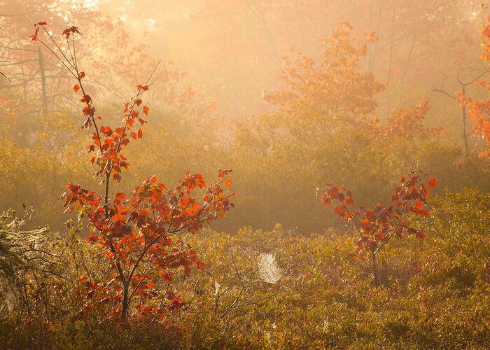 Autumn Greeting Card featuring the photograph Misty Lakeshore Morning #2 by Irwin Barrett