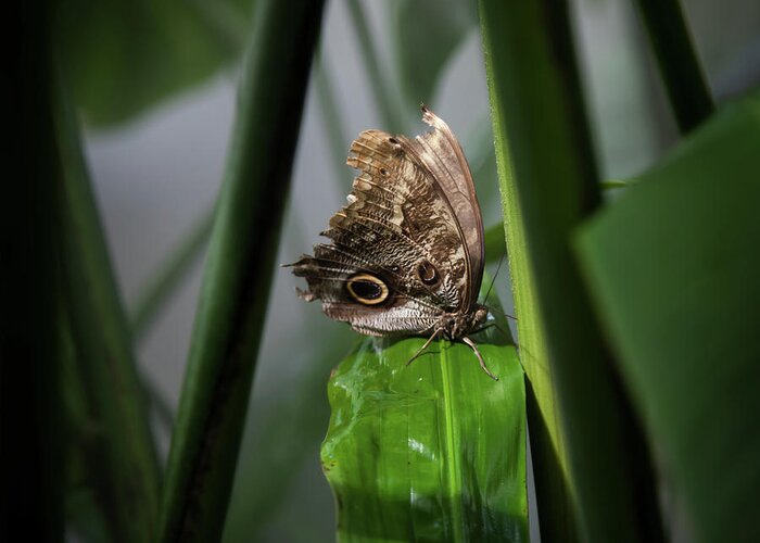 Owl Butterfly Greeting Card featuring the photograph Misty Morning Owl by Karen Wiles
