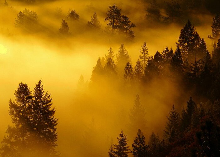 Nature Greeting Card featuring the photograph Misty Morning Sunrise by Ben Upham III
