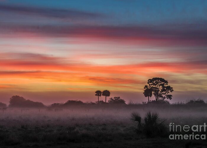 Chinese Fan Palm Greeting Card featuring the photograph Misty Sunrise by Liesl Walsh