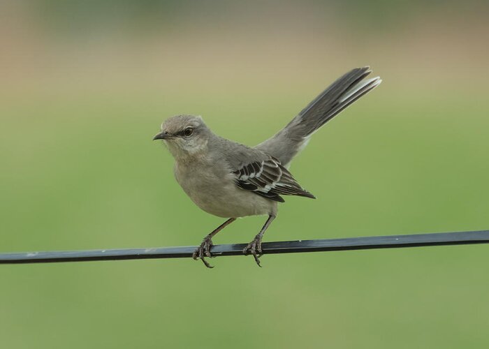 Jan Greeting Card featuring the photograph Mockingbird by Holden The Moment