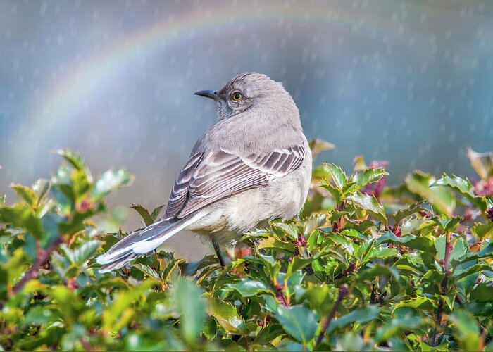 Mockingbird Greeting Card featuring the photograph Mockingbird Rainbow by Cathy Kovarik
