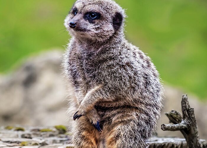 Meerkat Greeting Card featuring the photograph Model Meerkat by Nick Bywater