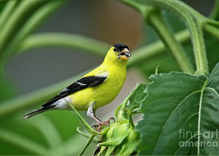 Goldfinch Greeting Card featuring the photograph Moe by Craig Leaper
