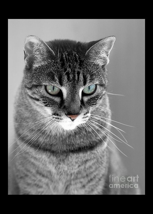 Molly Greeting Card featuring the photograph Molly, The Green Eyed Cat by Sherry Hallemeier