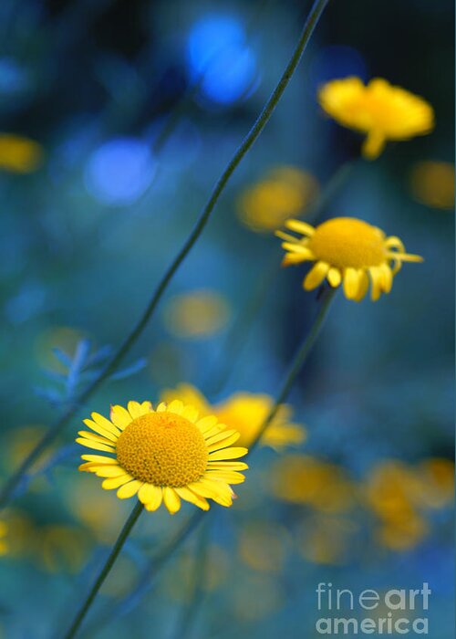 Daisies Greeting Card featuring the photograph Momentum 04a by Variance Collections