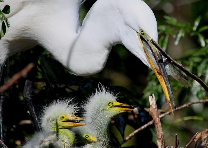 Great White Egret Greeting Card featuring the photograph Momma took our food by Barbara Bowen