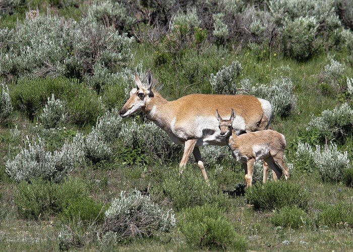 Pronghorn Greeting Card featuring the photograph Mom's little one by Ronnie And Frances Howard