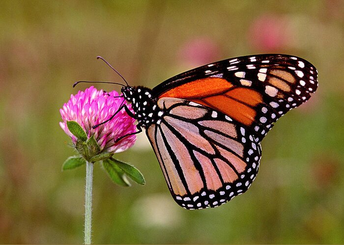 Monarch Butterfly Greeting Card featuring the photograph Monarch by Alan Lenk