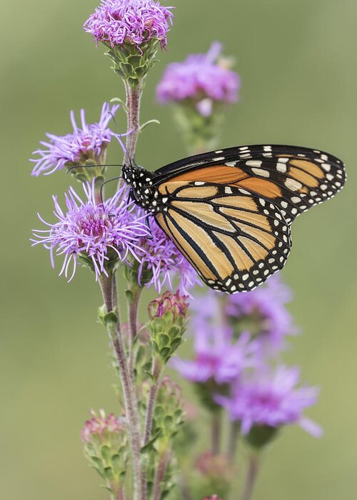 Monarch Butterfly Greeting Card featuring the photograph Monarch and Blazing Star 1-2015 by Thomas Young