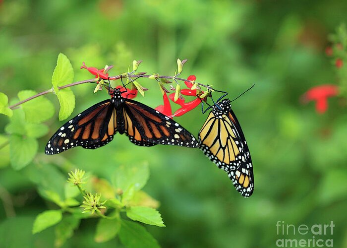 Monarch Butterflies Greeting Card featuring the photograph Monarch Butterflies and Salvia Flowers by Luana K Perez