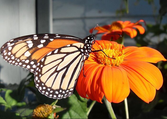Butterfly Greeting Card featuring the photograph Monarch Butterfly 2 by June Goggins