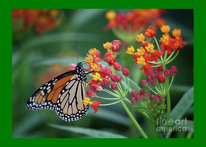 Butterfly Greeting Card featuring the photograph Monarch Butterfly by Ann Jacobson