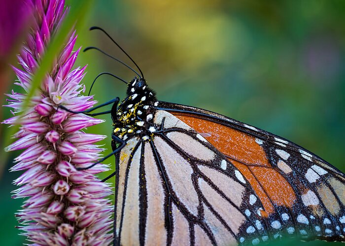 Butterfly Greeting Card featuring the photograph Monarch Butterfly by Brad Boland