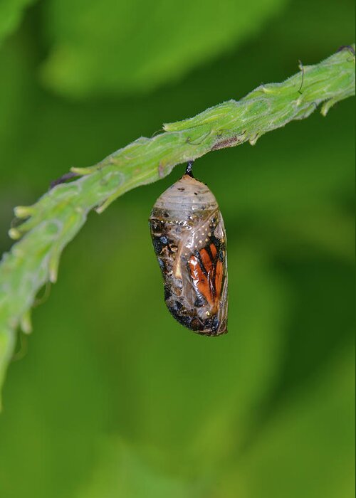 Chrysalis.butterfly Greeting Card featuring the photograph Monarch Butterfly Chrysalis Showing a Wing by Artful Imagery