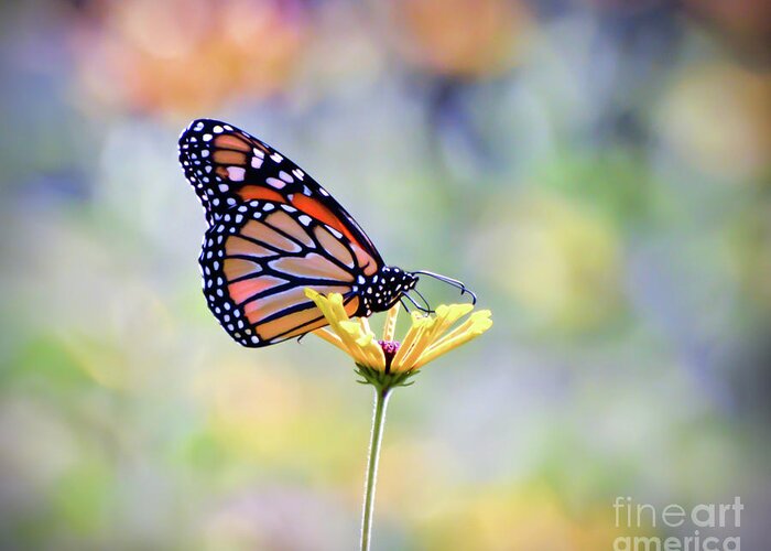 Monarch Butterfly Greeting Card featuring the photograph Monarch Butterfly - In The Garden by Kerri Farley