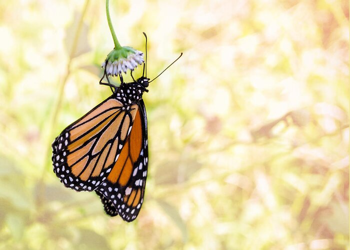 Monarch Butterfly Greeting Card featuring the photograph Monarch Butterfly Hanging on Wildflower by Louise Lindsay
