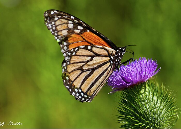 Animal Greeting Card featuring the photograph Monarch Butterfly on a Thistle by Jeff Goulden