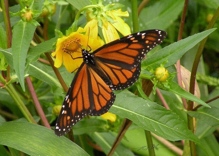 Monarch Butterfly On Bidens Mitis 09 Photograph By Rd Erickson