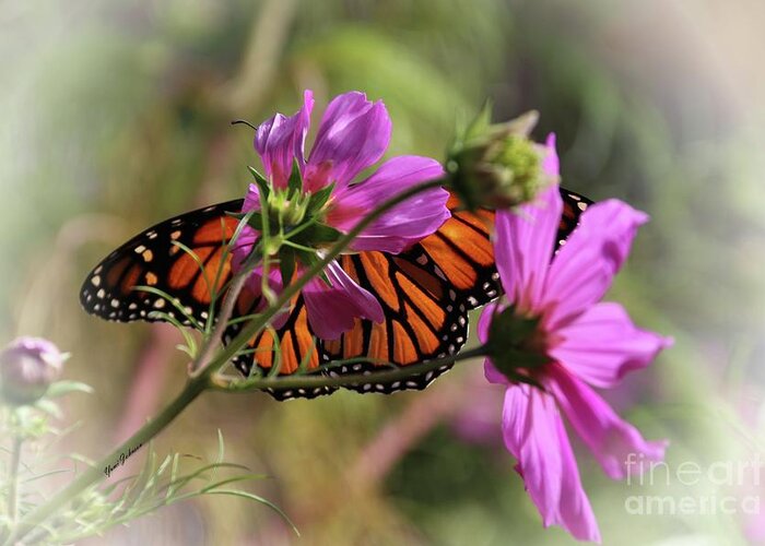 Monarch Butterfly Greeting Card featuring the photograph Monarch butterfly on the Pink Cosmos by Yumi Johnson