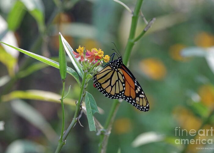 Monarch Greeting Card featuring the photograph Monarch Butterfly by Tannis Baldwin