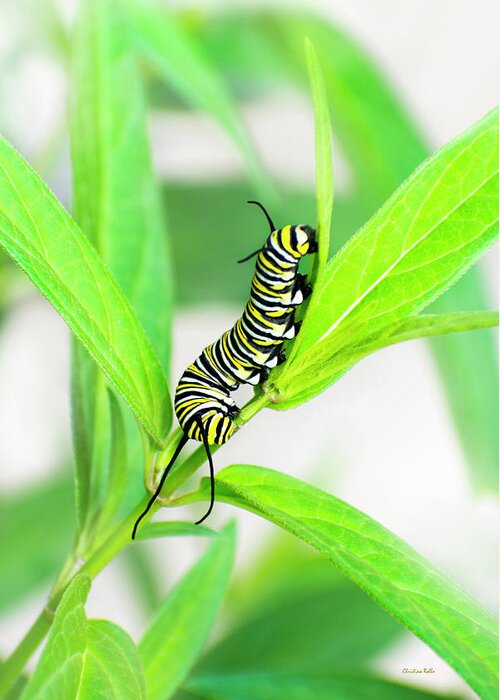 Monarch Caterpillar Greeting Card featuring the photograph Monarch Caterpillar by Christina Rollo