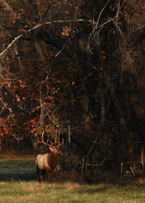 Bull Elk Greeting Card featuring the photograph Monarch Joins the Rut by Michael Dougherty