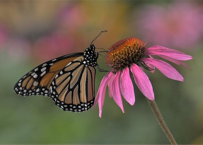 Monarch Greeting Card featuring the photograph Monarch on Coneflower by Michael Hall