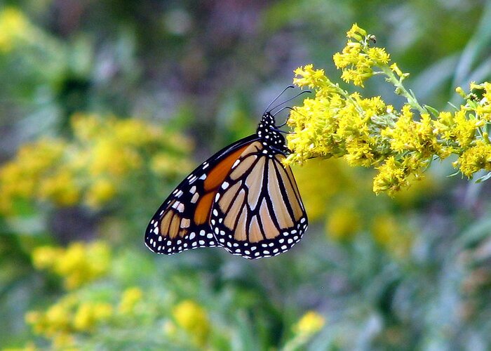 Monarch Greeting Card featuring the photograph Monarch on Goldenrod 1 by George Jones