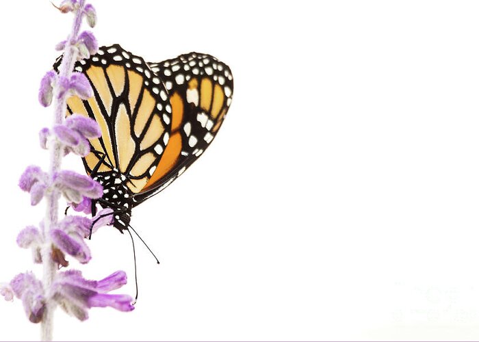 Monarch Greeting Card featuring the photograph Monarch on lavender by Ruth Jolly