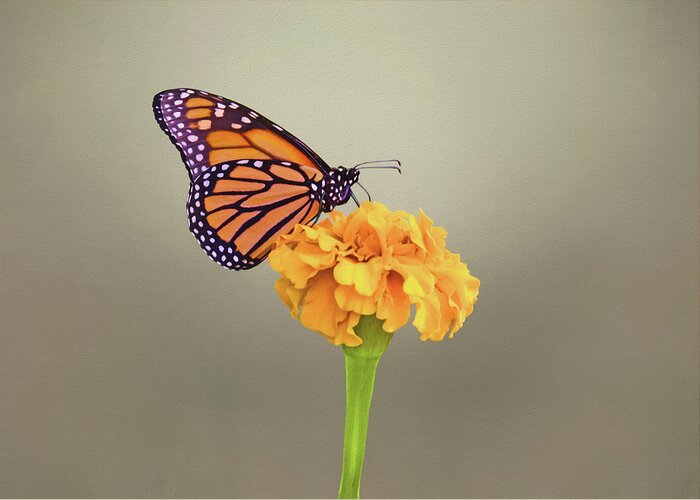Monarch On Marigold Greeting Card featuring the photograph Monarch on Marigold by Steven Michael