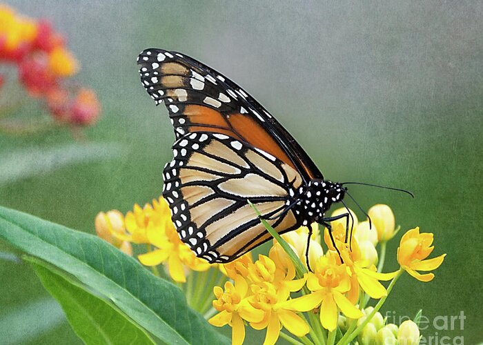 Flower Greeting Card featuring the photograph Monarch on Yellow by Ann Jacobson