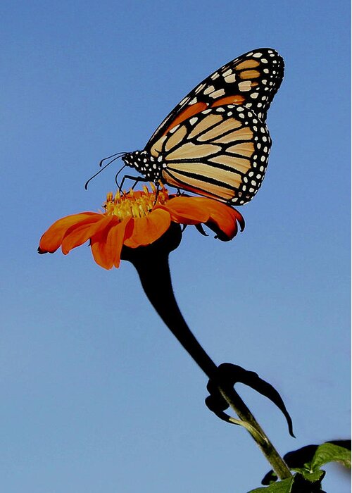 Monarch Greeting Card featuring the photograph Monarch on Zinnia by Sarah Lilja