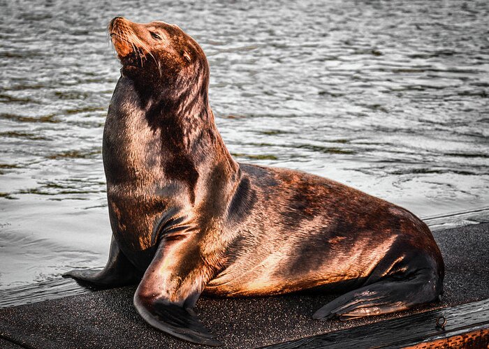 Sealion Greeting Card featuring the photograph Monarch SeaLion by Jason Brooks