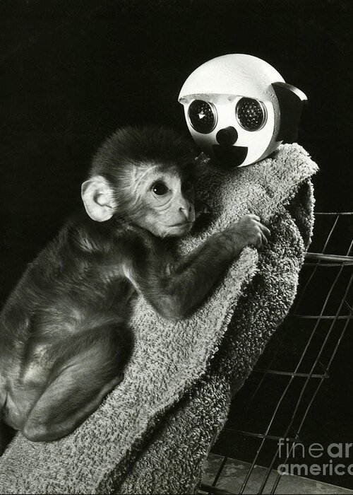 Animal Research Greeting Card featuring the photograph Monkey Research by Photo Researchers, Inc.