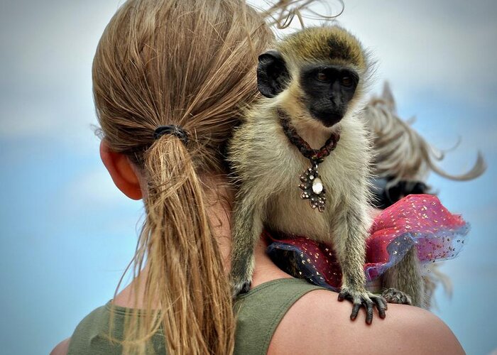 #monkey Greeting Card featuring the photograph Monkeying Around by Cornelia DeDona