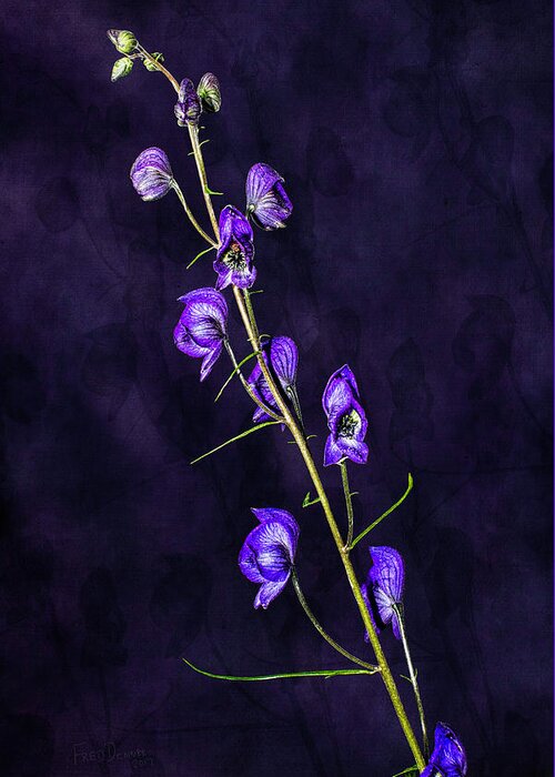 Alaska Greeting Card featuring the photograph Monkshood Version 2 by Fred Denner
